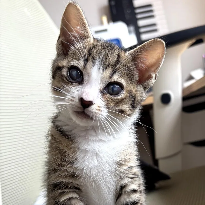 Hazel