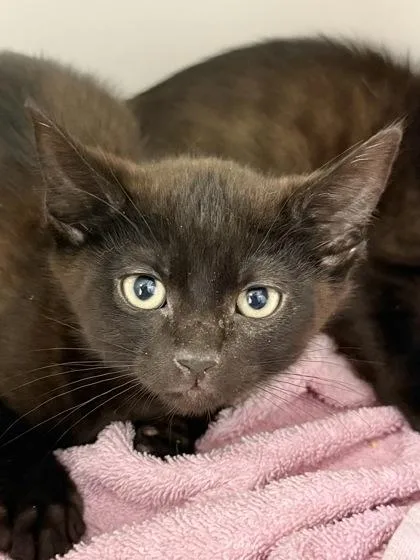 A baby small-sized male Domestic Short Hair cat named Hammer Time for adoption in West Chester, PA