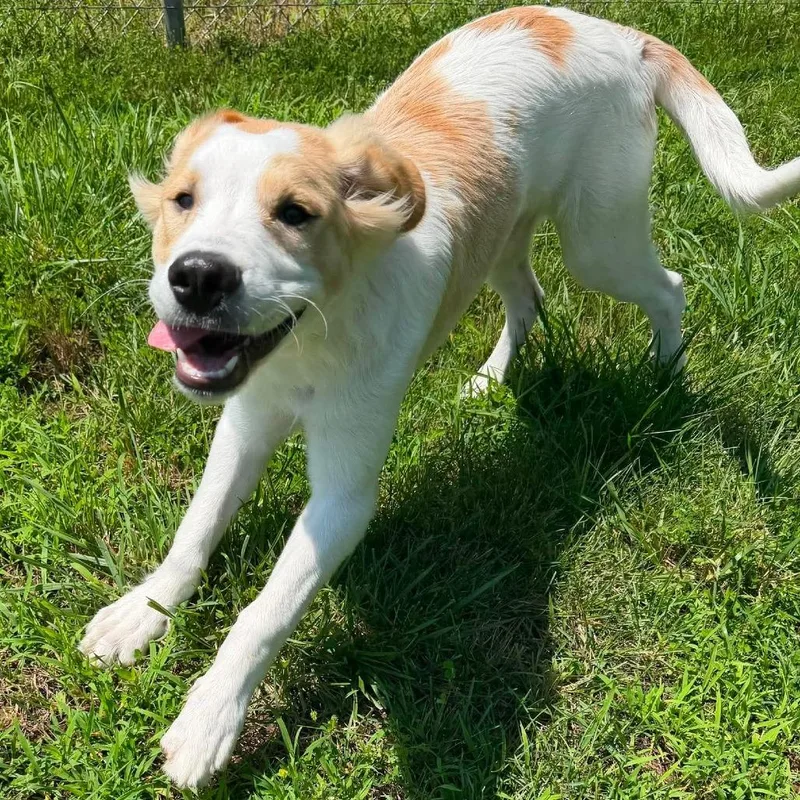 A young small-sized male Yellow / Tan / Blond / Fawn Labrador Retriever dog named Hercules for adoption in Jackson, MO
