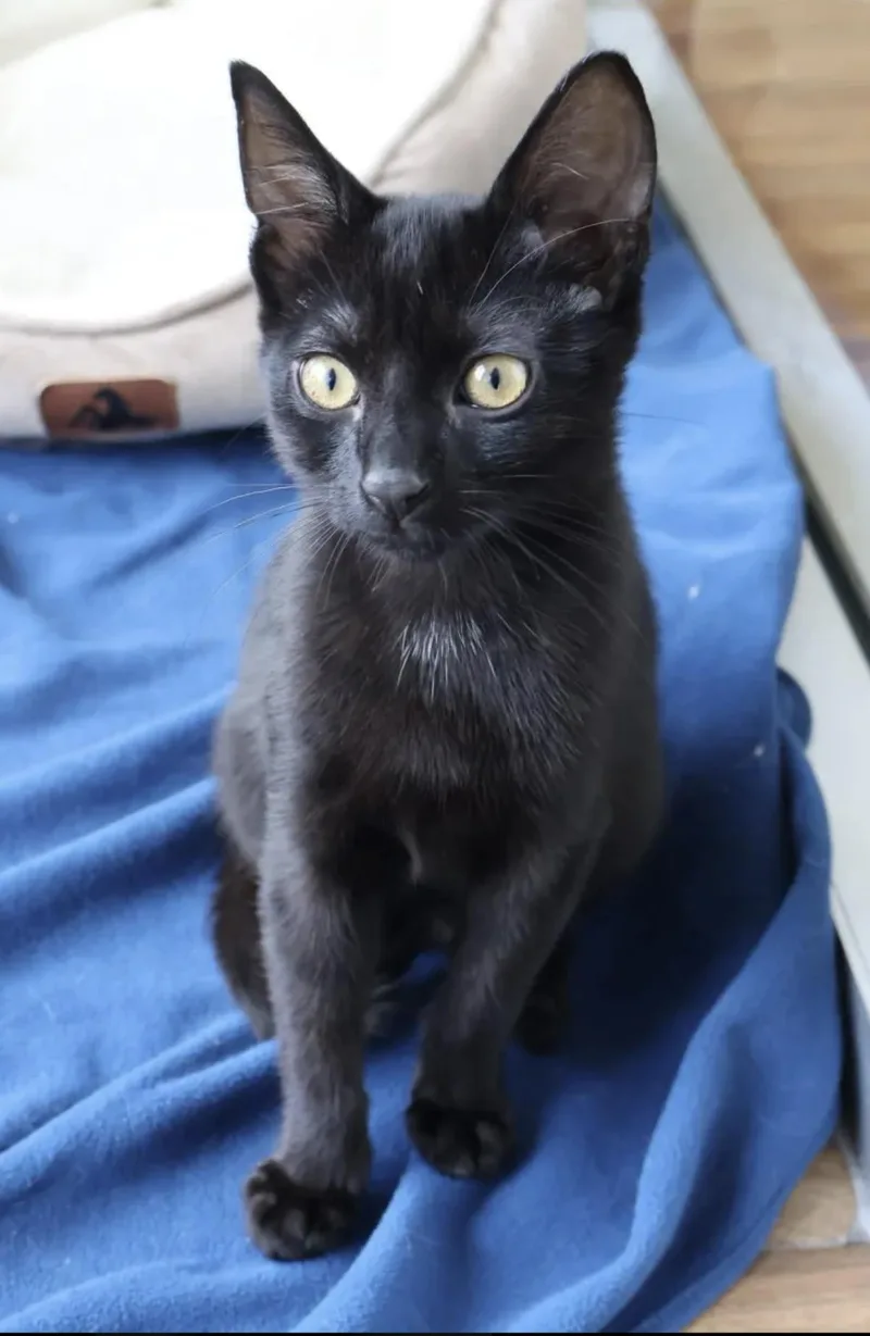 A baby small-sized male Black Domestic Short Hair cat named Ozzy for adoption in La Jolla, CA