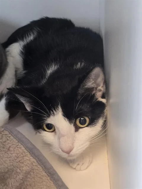 A young small-sized female Domestic Short Hair cat named Princess for adoption in Indianapolis, IN