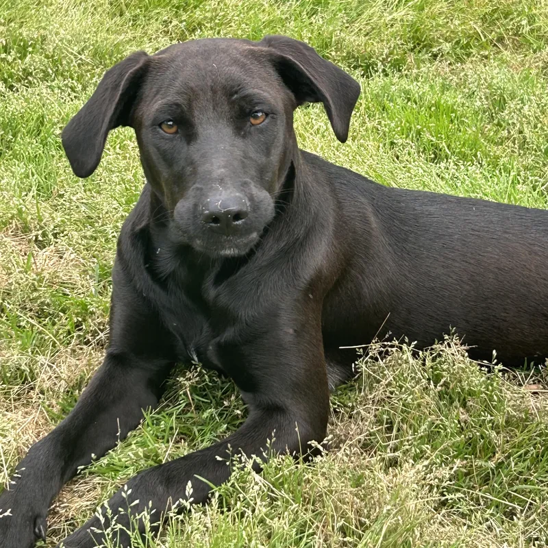 A young medium-sized female Black Labrador Retriever dog named Snickers for adoption in Okolona, MS