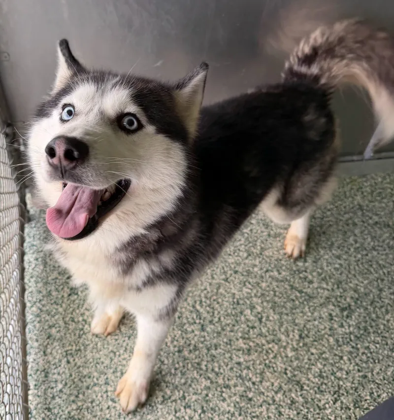 An adult medium-sized male Siberian Husky dog named Raider for adoption in Salisbury, NC