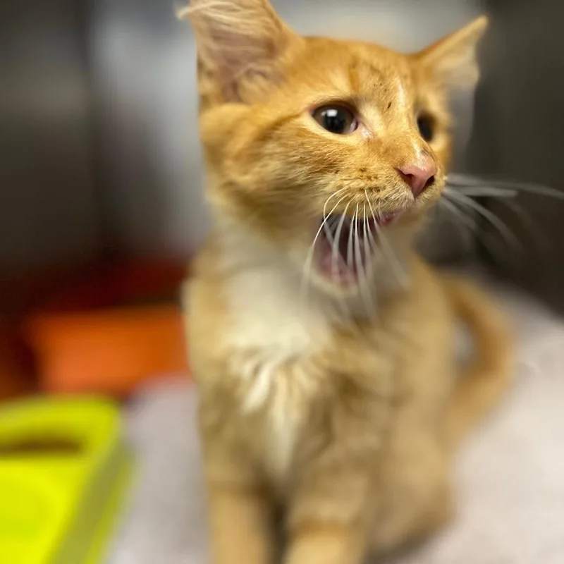 A baby small-sized male Orange / Red Domestic Medium Hair cat named Little Foot for adoption in Valley, AL