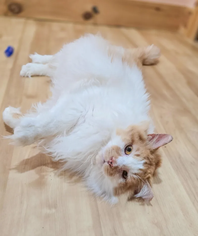 Marcellus thumbnail 3