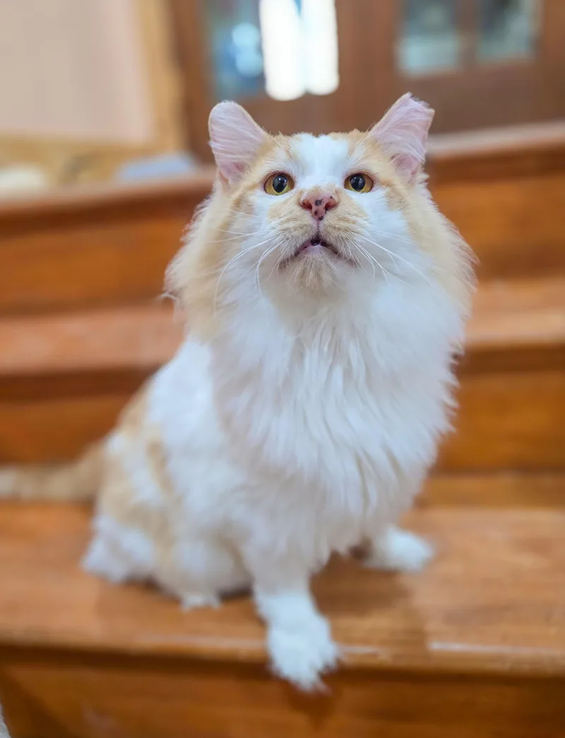 Marcellus thumbnail 5