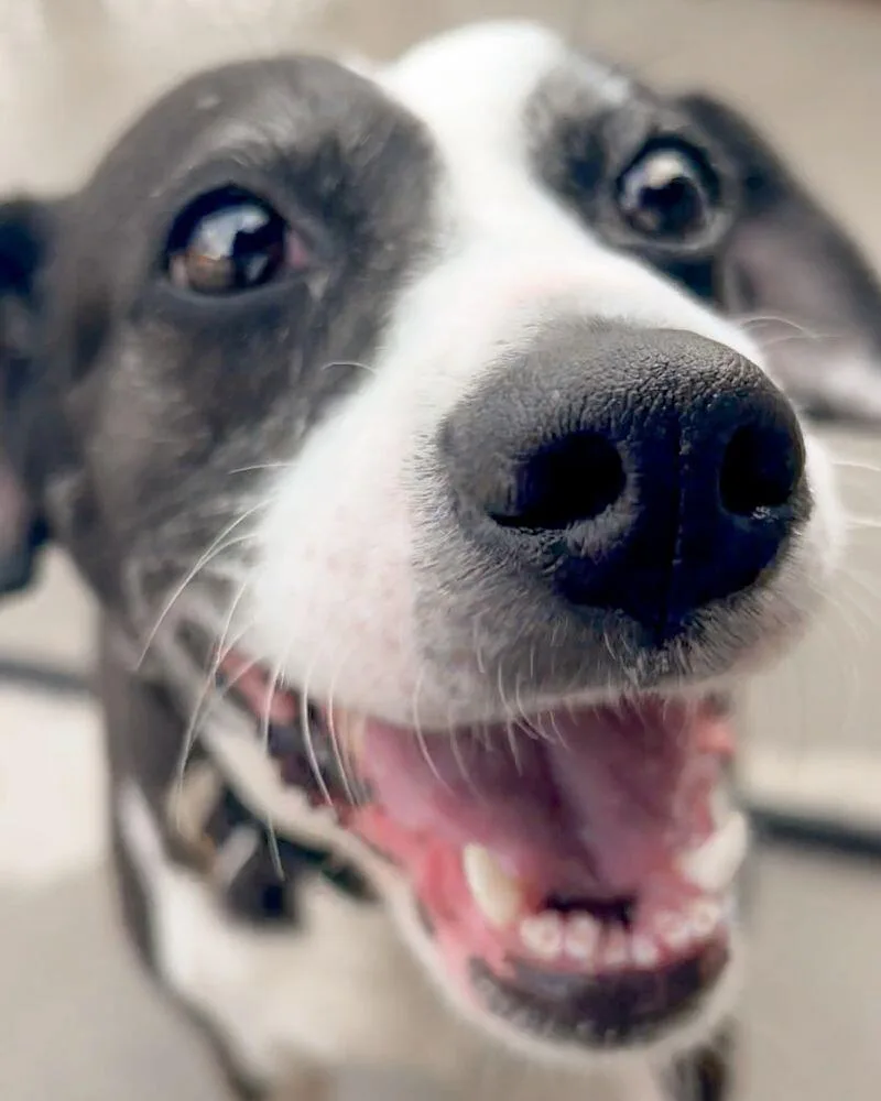 A senior large-sized female Hound dog named JoJo for adoption in Roanoke, VA