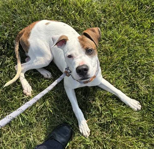 A young medium-sized male Boxer dog named Pawcasso for adoption in Dayton, OH