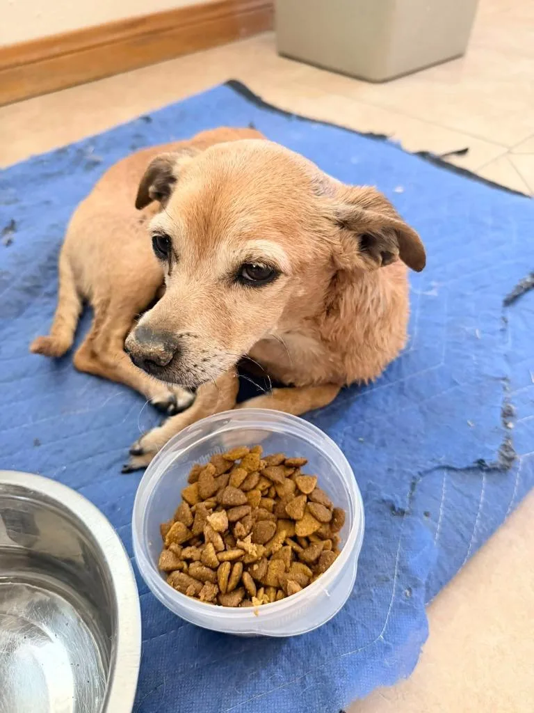 A senior small-sized male Chihuahua dog named Iggy for adoption in California City, CA