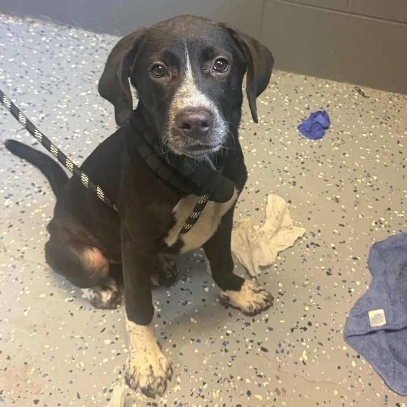 A baby small-sized male Hound dog named Squirt for adoption in Tuscaloosa, AL