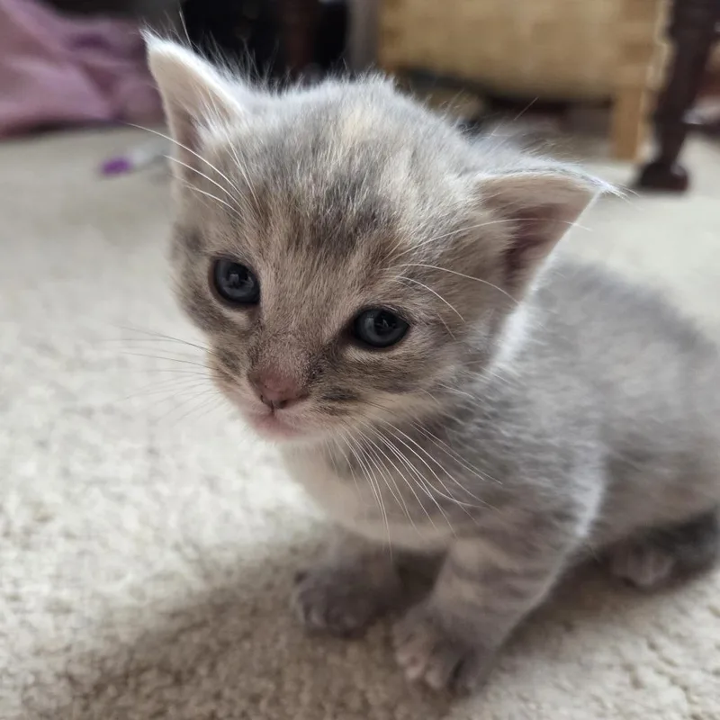 Lyra