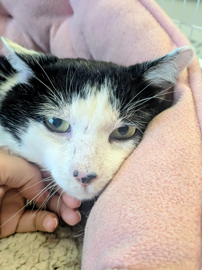 An adult large-sized male Black & White / Tuxedo Domestic Short Hair cat named Reed for adoption in Medfield, MA