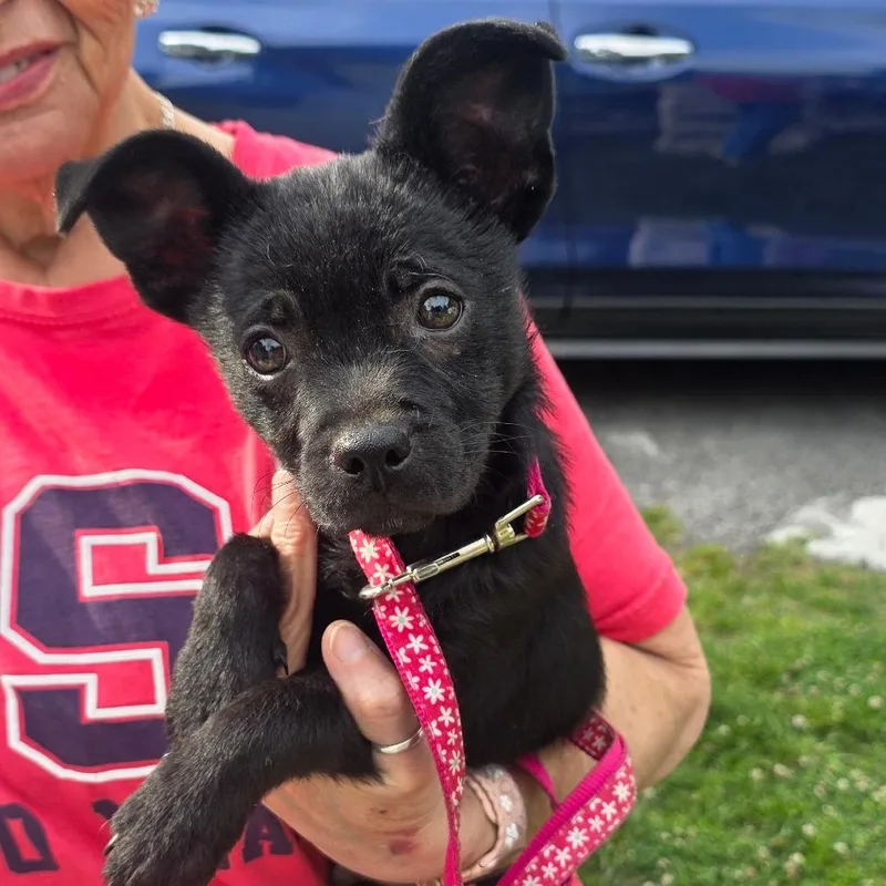 A baby small-sized male Gray / Blue / Silver Chihuahua dog named Rosco for adoption in Rossville, GA