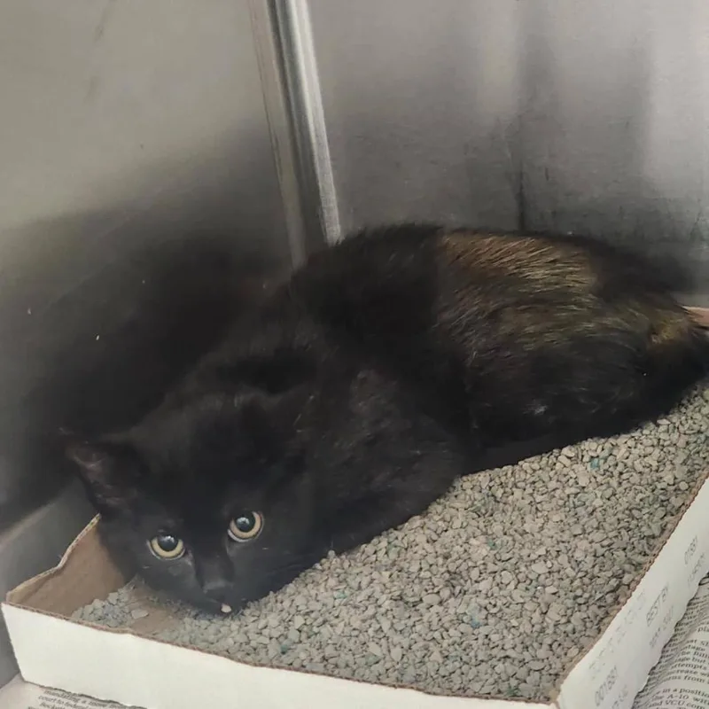A young small-sized female Black & White / Tuxedo Domestic Medium Hair cat named Phoenix for adoption in Union, MO