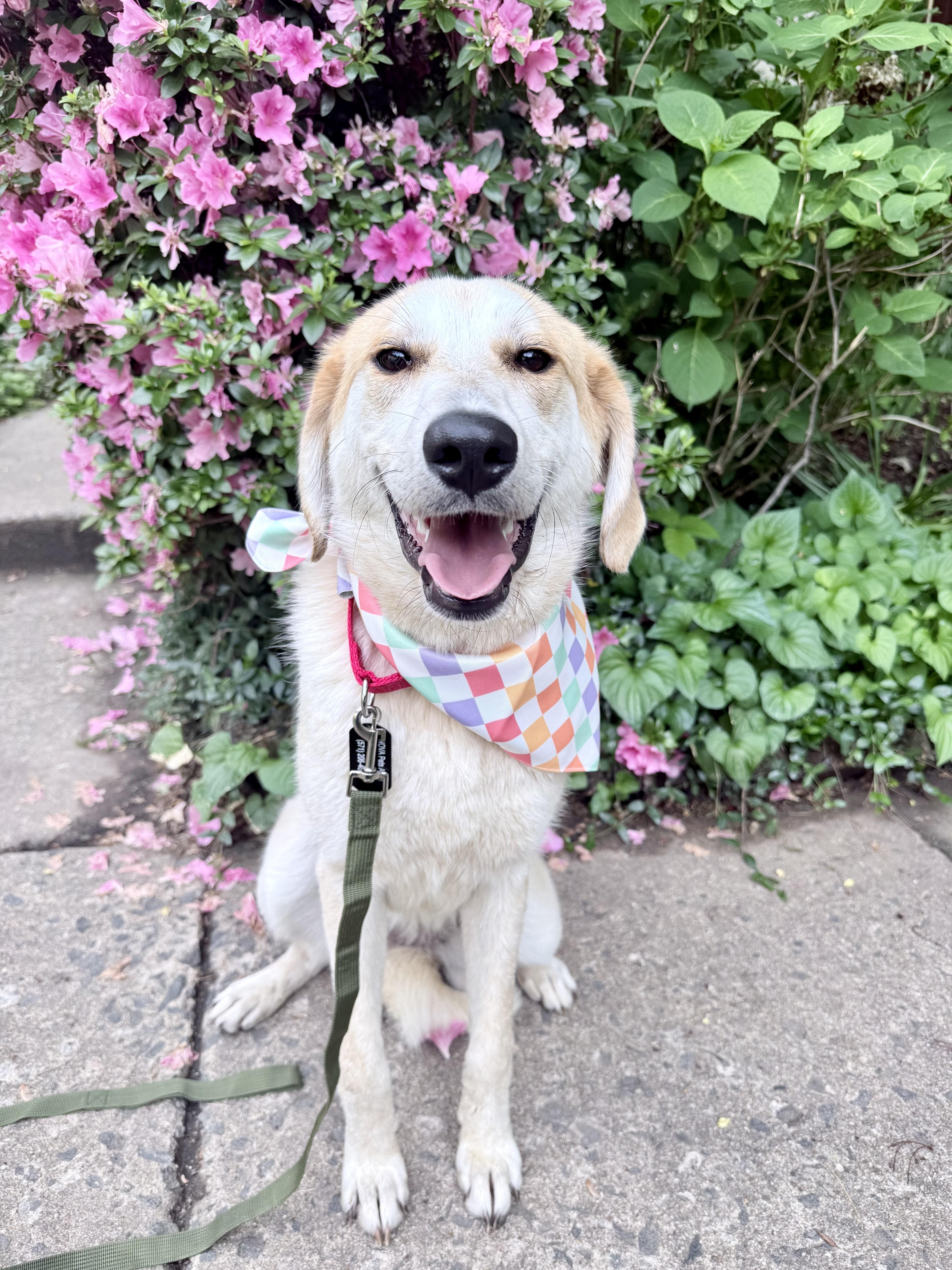 An adult medium-sized female White / Cream Great Pyrenees dog named Latte for adoption in Fairfax, VA