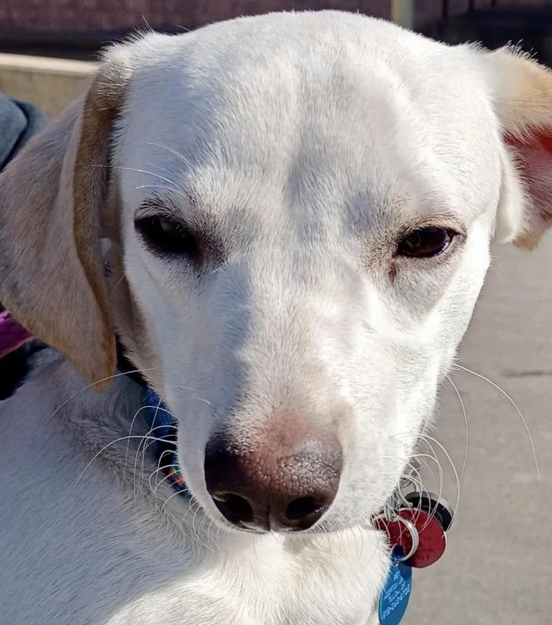 Mr. Howell Chihuahua Mix