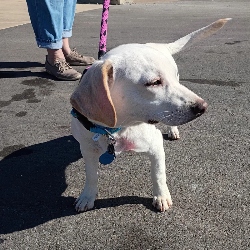 Howie  Sweet  thumbnail 2