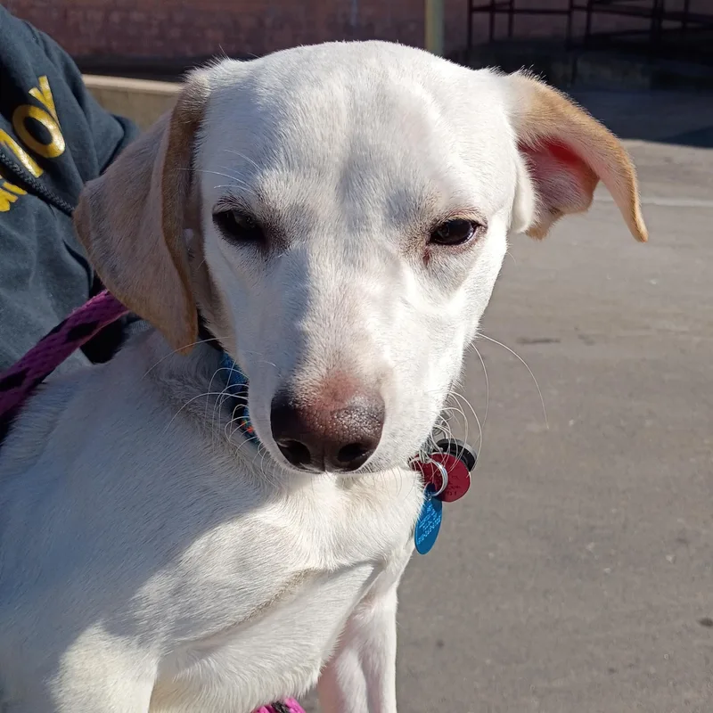 Howie  Sweet  thumbnail 4