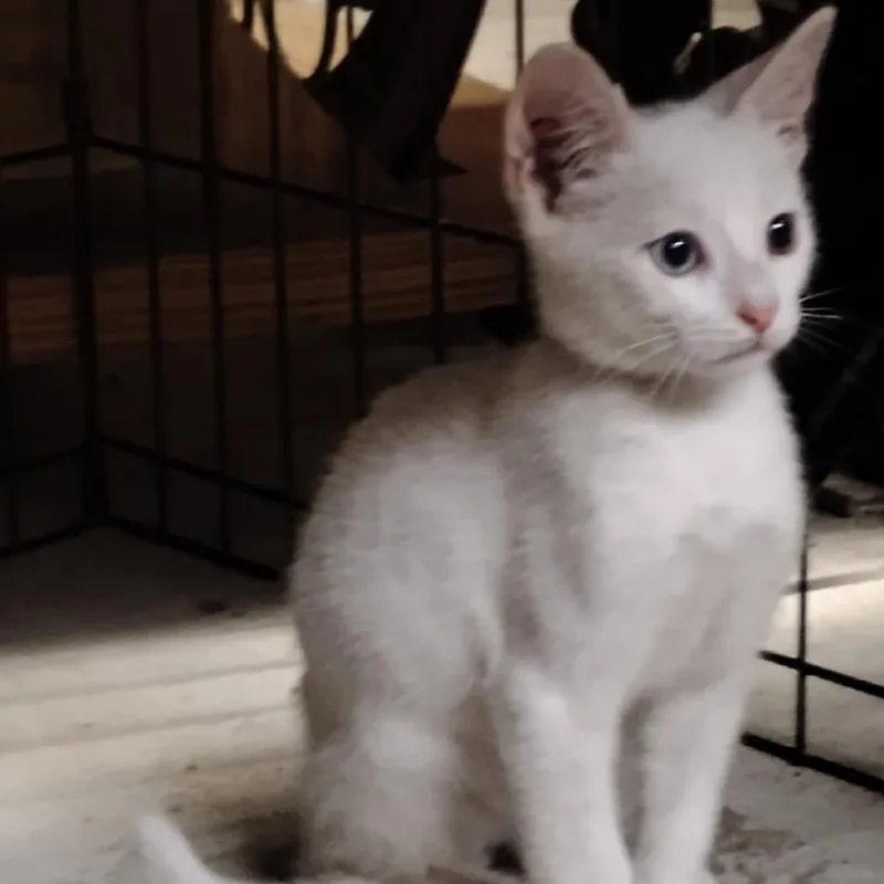 A baby small-sized male White Domestic Short Hair cat named Aster for adoption in League City, TX
