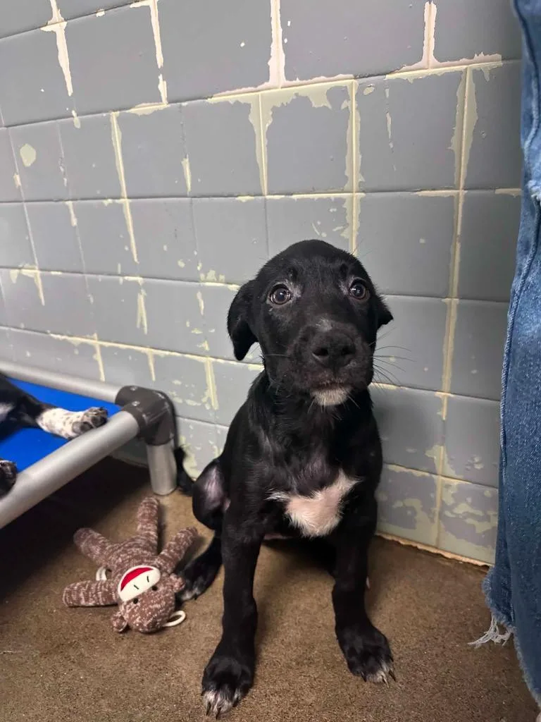 A baby medium-sized female Catahoula Leopard Dog dog named Mochi for adoption in Marion, OH