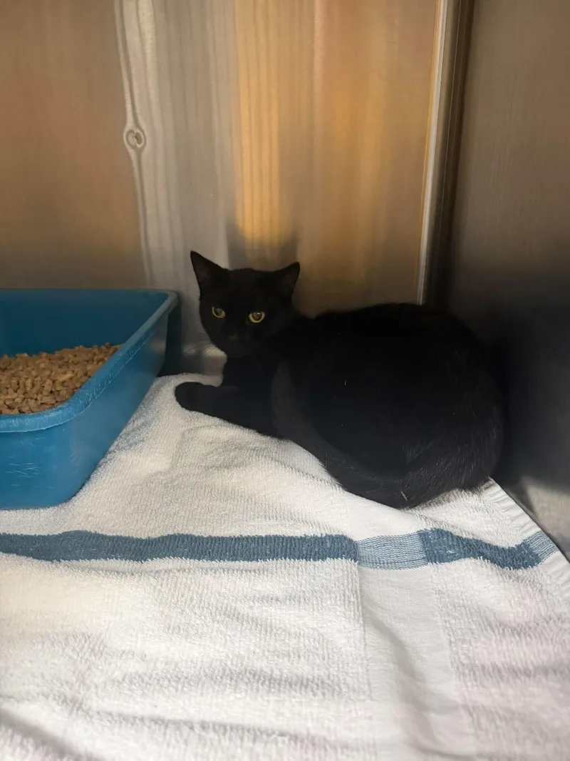 An adult medium-sized female Black Domestic Short Hair cat named Binx for adoption in Burgaw, NC
