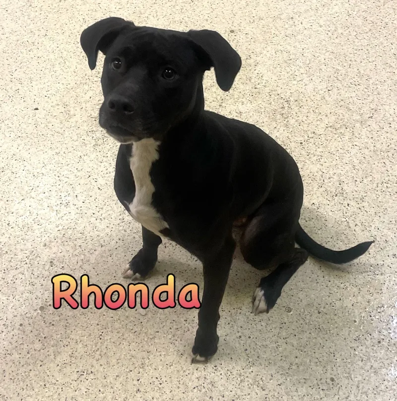 A senior medium-sized female Labrador Retriever dog named Rhonda for adoption in Muncie, IN