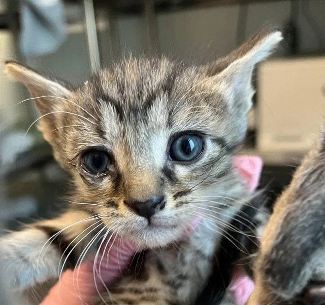 A baby small-sized female Brown / Chocolate Domestic Short Hair cat named Betsy for adoption in Tavares, FL
