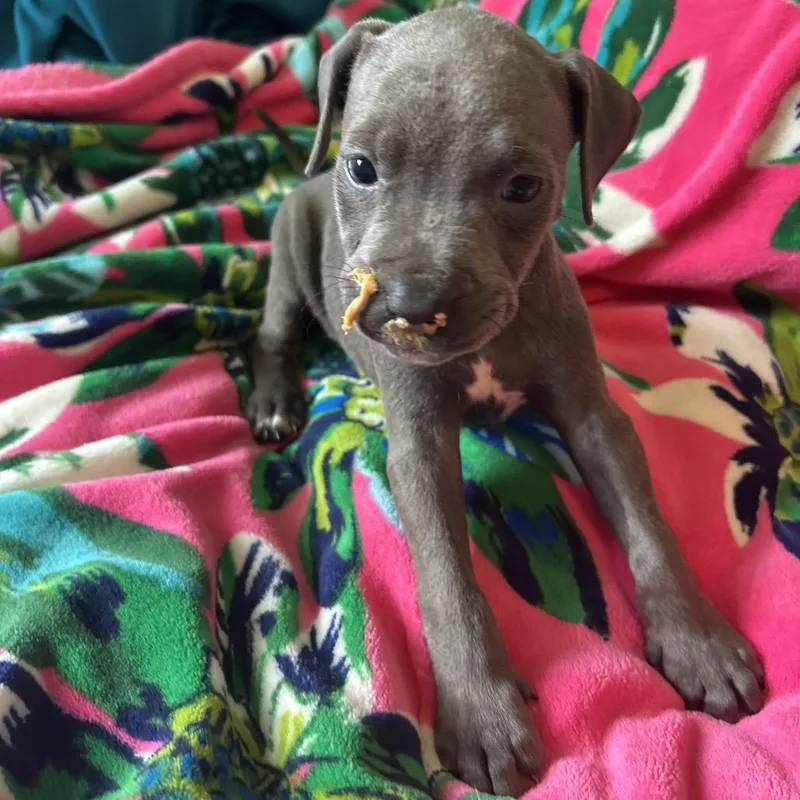 A baby medium-sized female Gray / Blue / Silver Pit Bull Terrier dog named Storm for adoption in New Orleans, LA