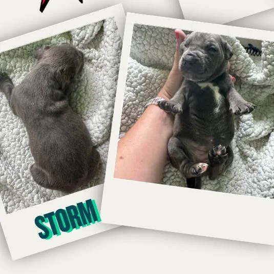Storm thumbnail 3