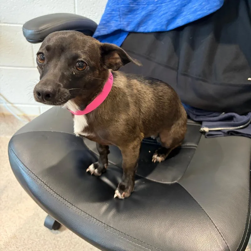 An adult small-sized female Black Chihuahua dog named Minnie for adoption in Ardmore, OK