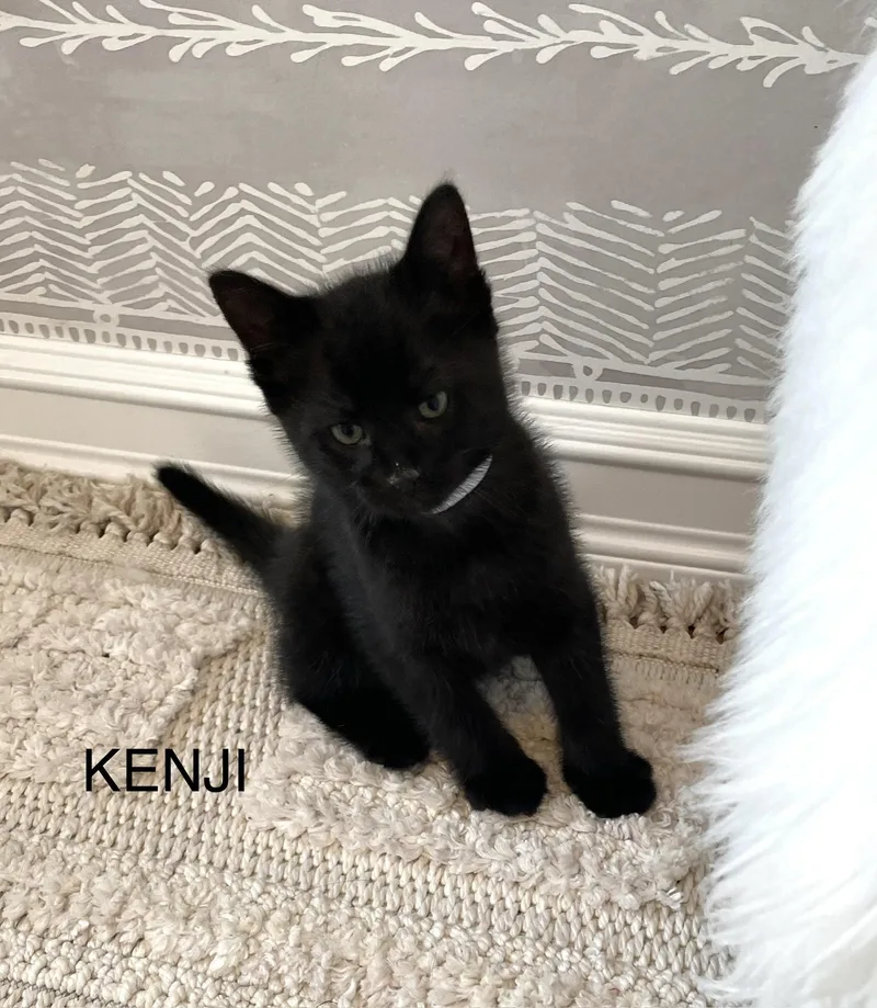 A baby small-sized male Domestic Short Hair cat named Kenji for adoption in Staten Island, NY