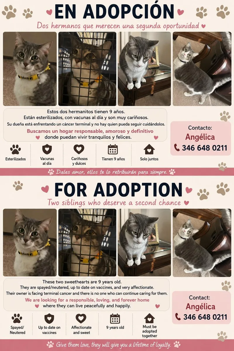 A senior medium-sized male Gray & White Domestic Short Hair cat named Brandon & Antonella Bonded for adoption in KATY, TX