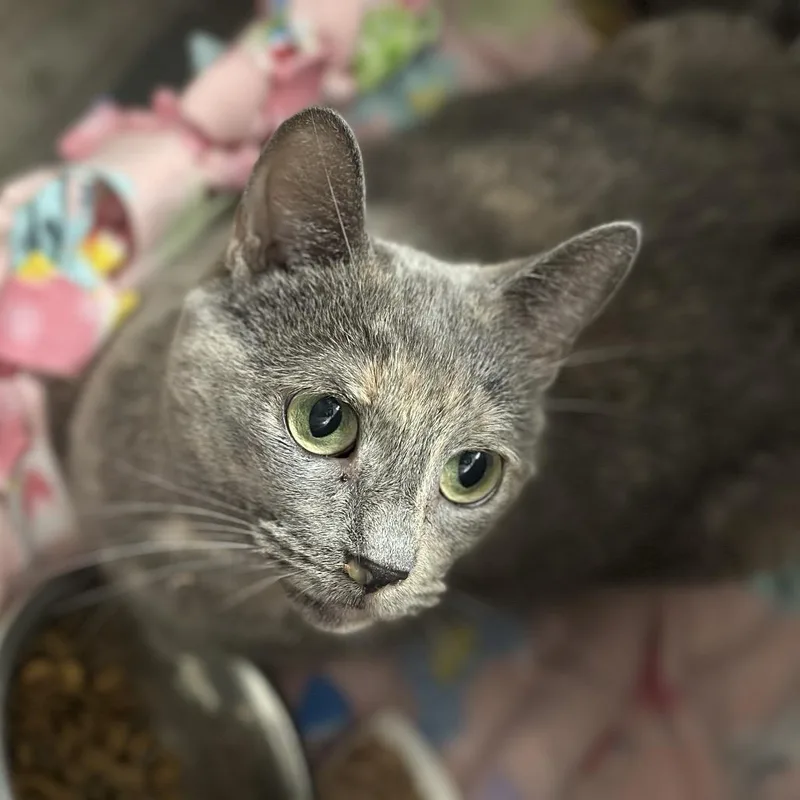 A senior medium-sized female Tortoiseshell Domestic Short Hair cat named Cinco for adoption in Matteson, IL