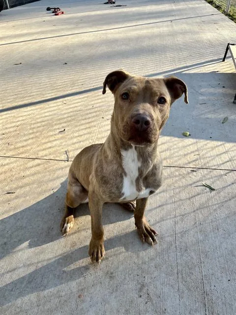 An adult small-sized female Pit Bull Terrier dog named Zelda for adoption in Charlotte, NC