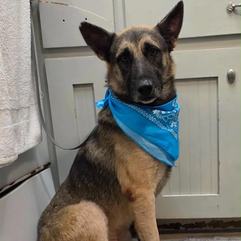 An adult large-sized male Black German Shepherd Dog dog named Kaiser for adoption in Stephens City, VA