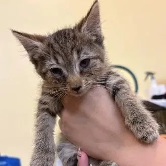 A baby small-sized female Brown / Chocolate Domestic Short Hair cat named Ramona Flowers for adoption in Lynchburg, VA