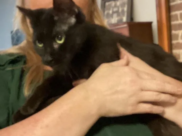 A young medium-sized female Black Domestic Short Hair cat named Aberdeen for adoption in Lemoyne, PA