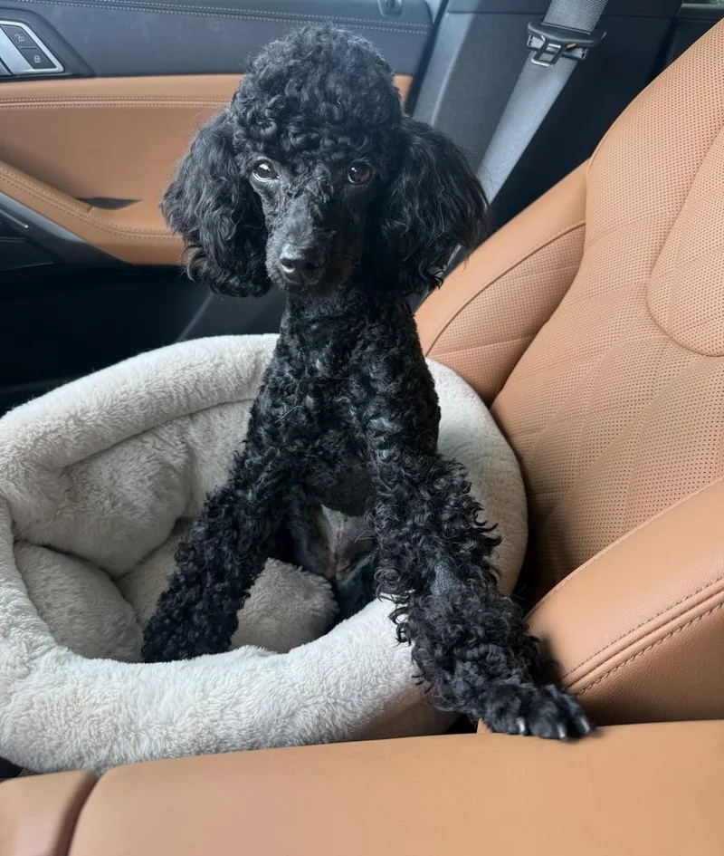 Poodle MiniatureBisou