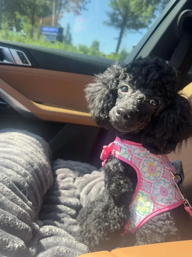 Poodle MiniatureBisou thumbnail 2