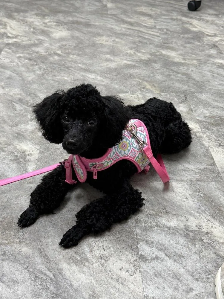 Poodle MiniatureBisou thumbnail 3