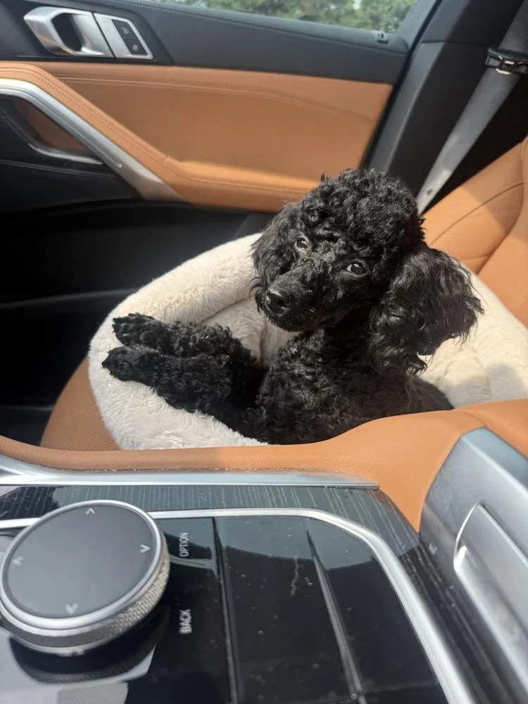 Poodle MiniatureBisou thumbnail 4