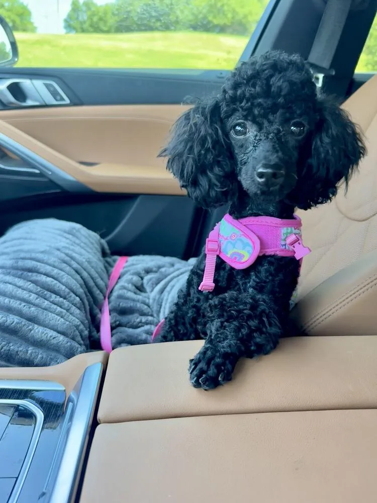 Poodle MiniatureBisou thumbnail 5