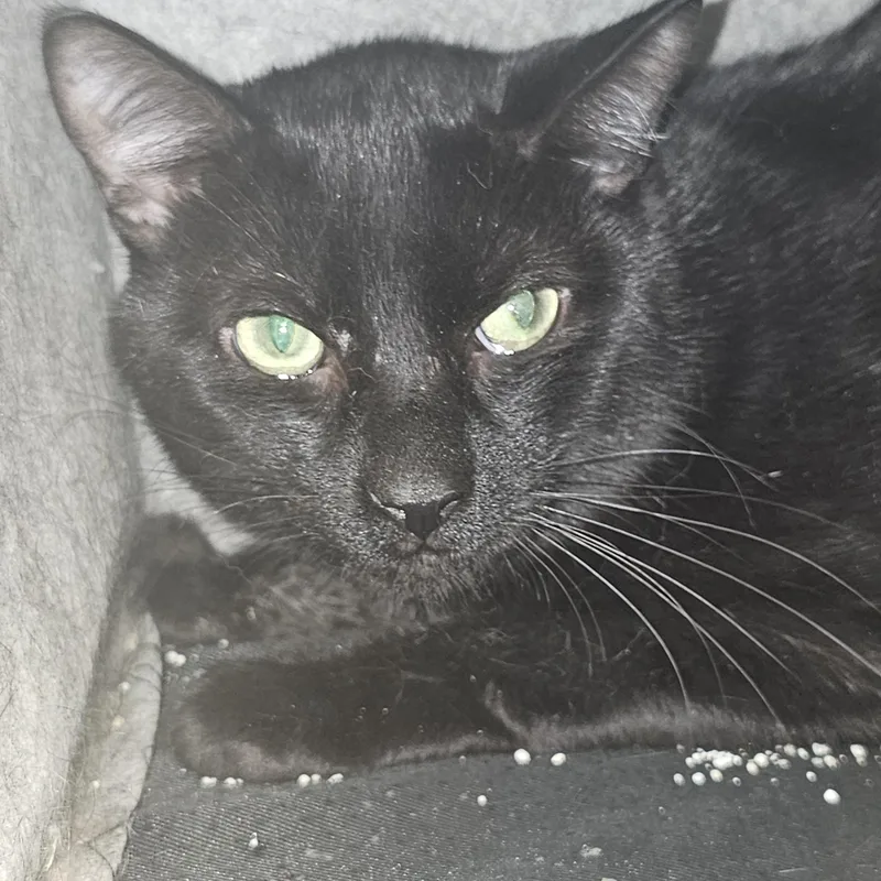 A young medium-sized male Black Domestic Short Hair cat named Mj for adoption in Richmond, VA