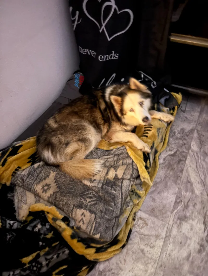 An adult medium-sized female Siberian Husky dog named Moonflower for adoption in Menifee, CA