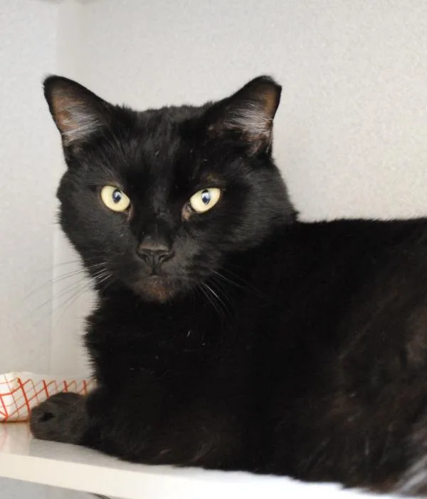 An adult medium-sized male Black Domestic Short Hair cat named Cheeto for adoption in Marietta, GA