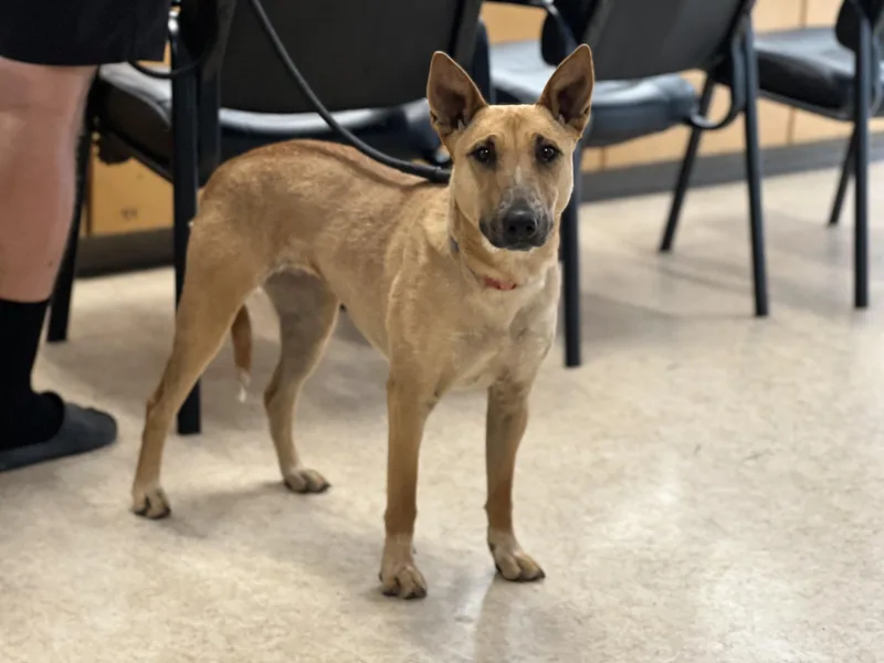 A young medium-sized female Bull Terrier dog named Valentina for adoption in San Pedro, CA