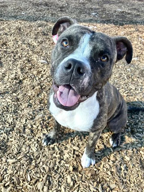 An adult medium-sized female Pit Bull Terrier dog named Pita for adoption in Albuquerque, NM