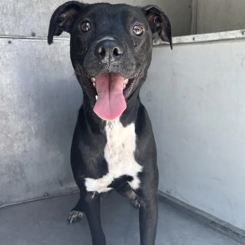 An adult medium-sized female Boston Terrier dog named Suzie for adoption in Edinburg, TX
