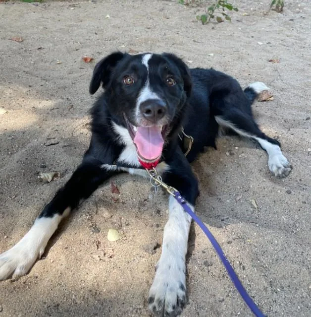 An adult large-sized male Black Mixed Breed dog named Mac for adoption in Alexandria, VA