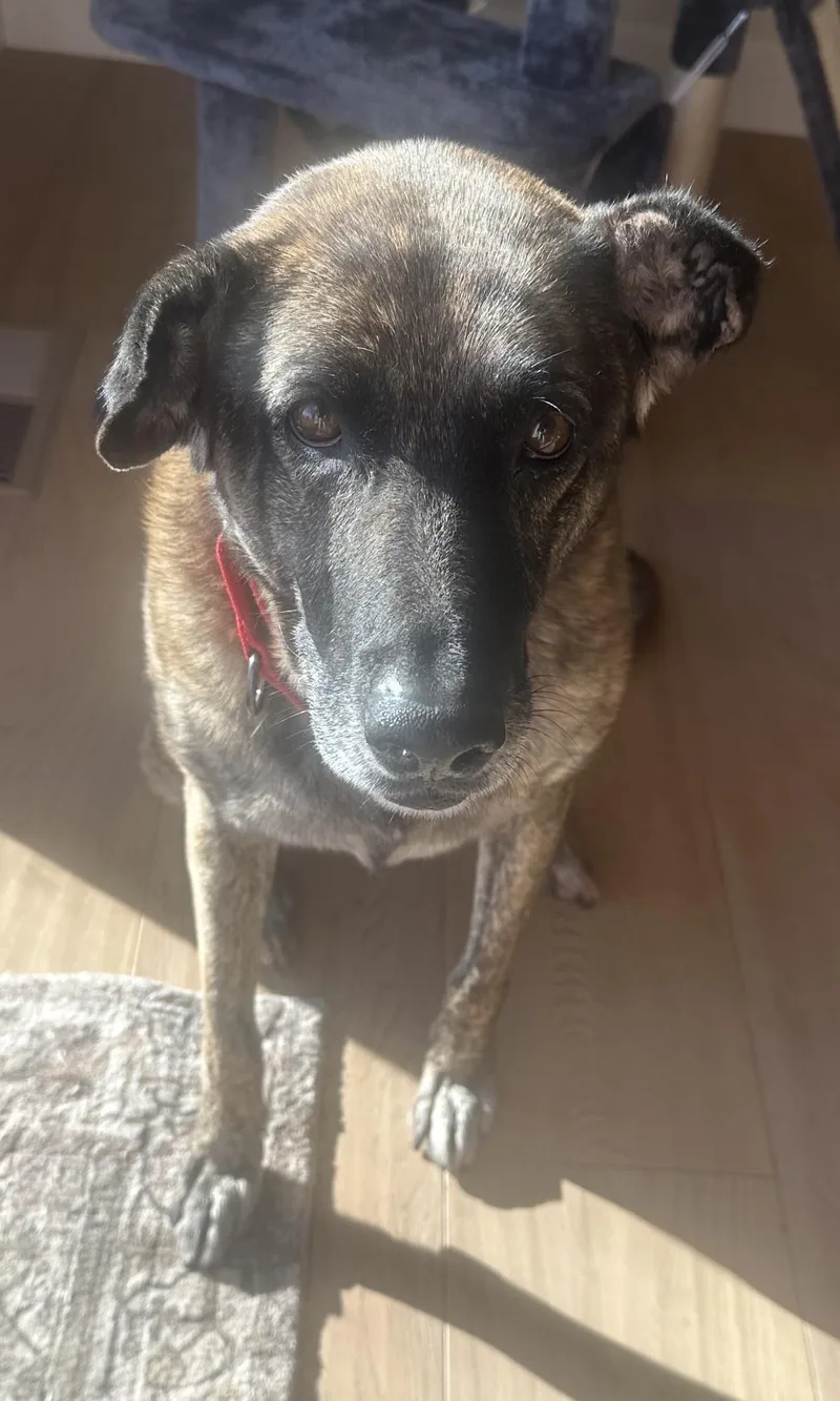 An adult medium-sized female Dutch Shepherd dog named Sarah for adoption in Stagecoach, NV